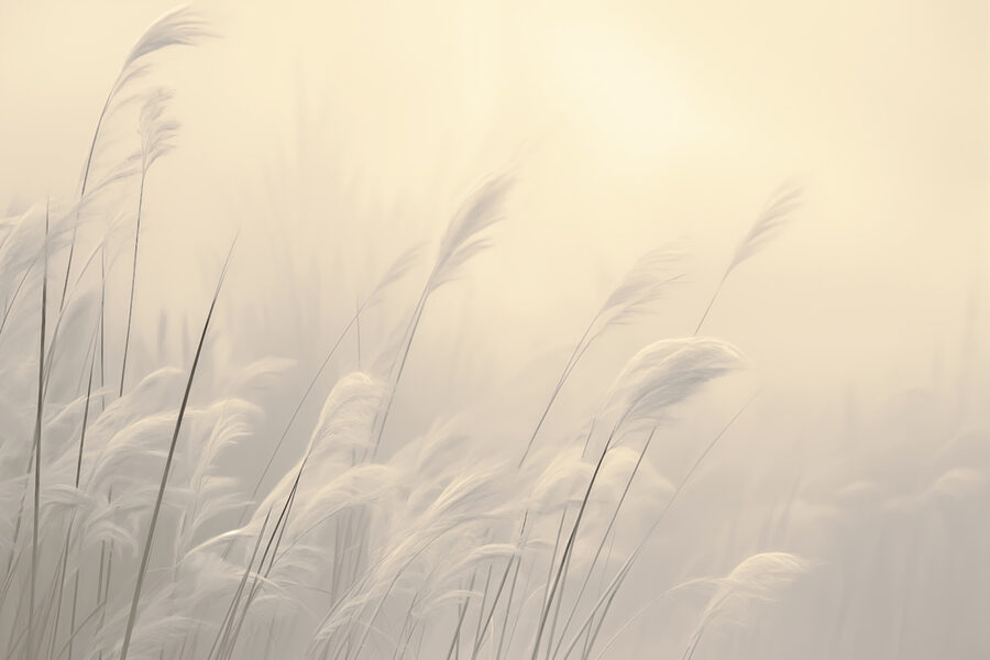 Herbes douces dans une lumière tamisée