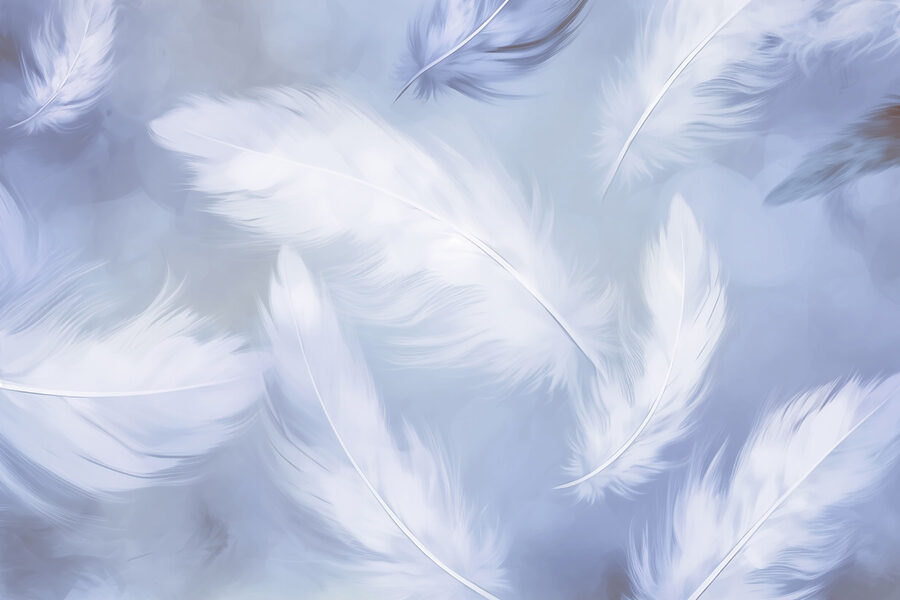 Groupe de plumes blanches