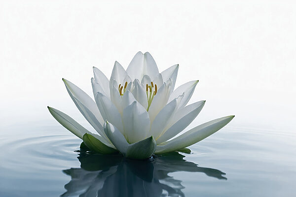 Fleur blanche dans l'eau Fleur blanche dans l'eau