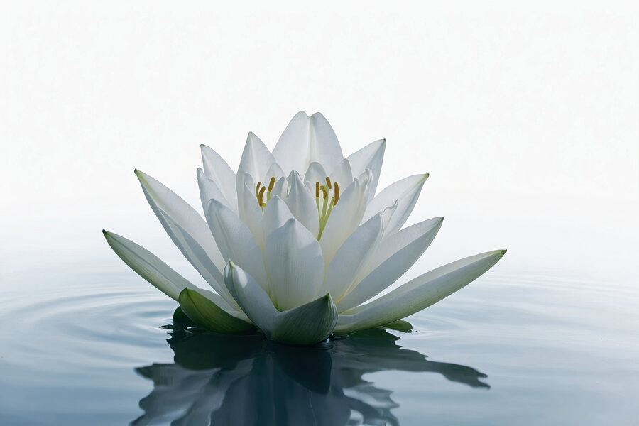 Fleur blanche dans l'eau