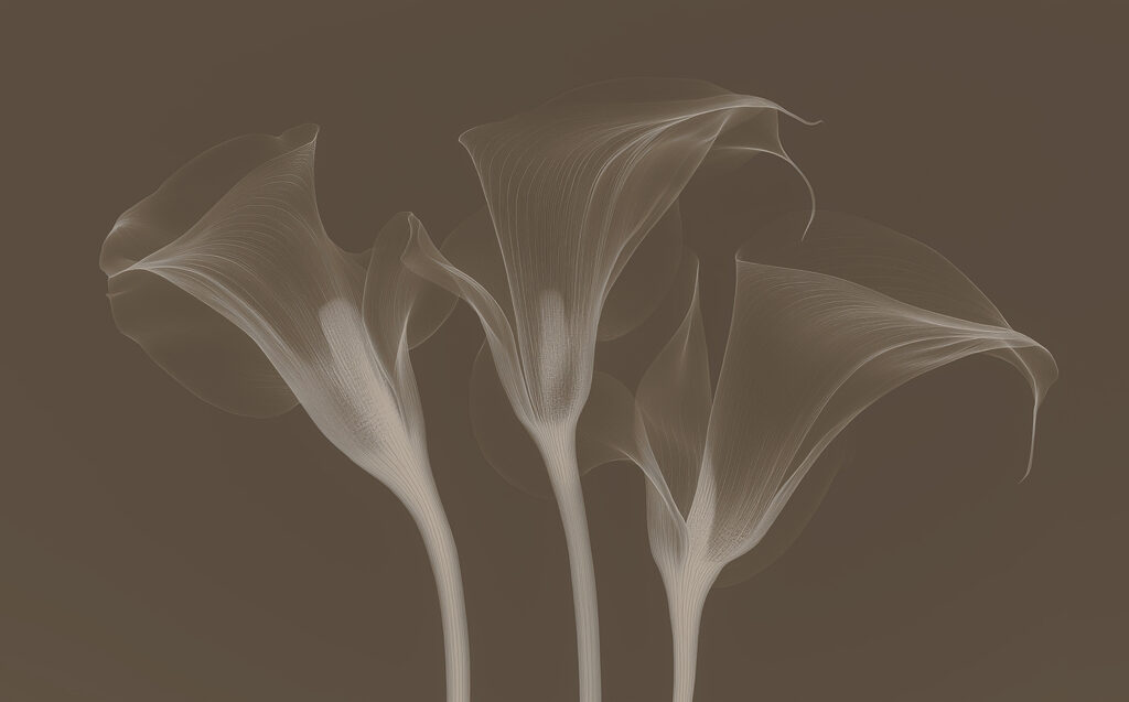 Group of flowers with white lines
