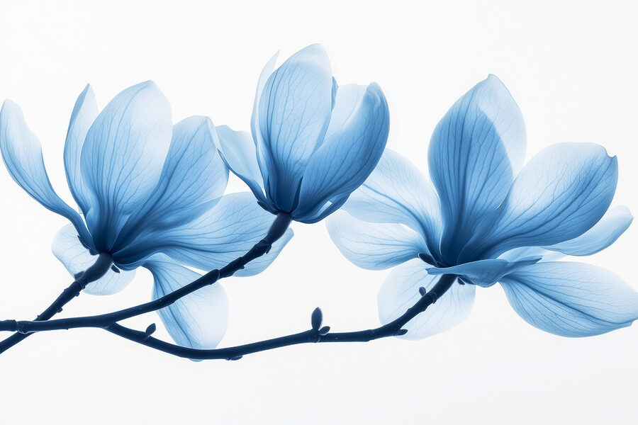 Pétales bleus délicats dans une douce floraison