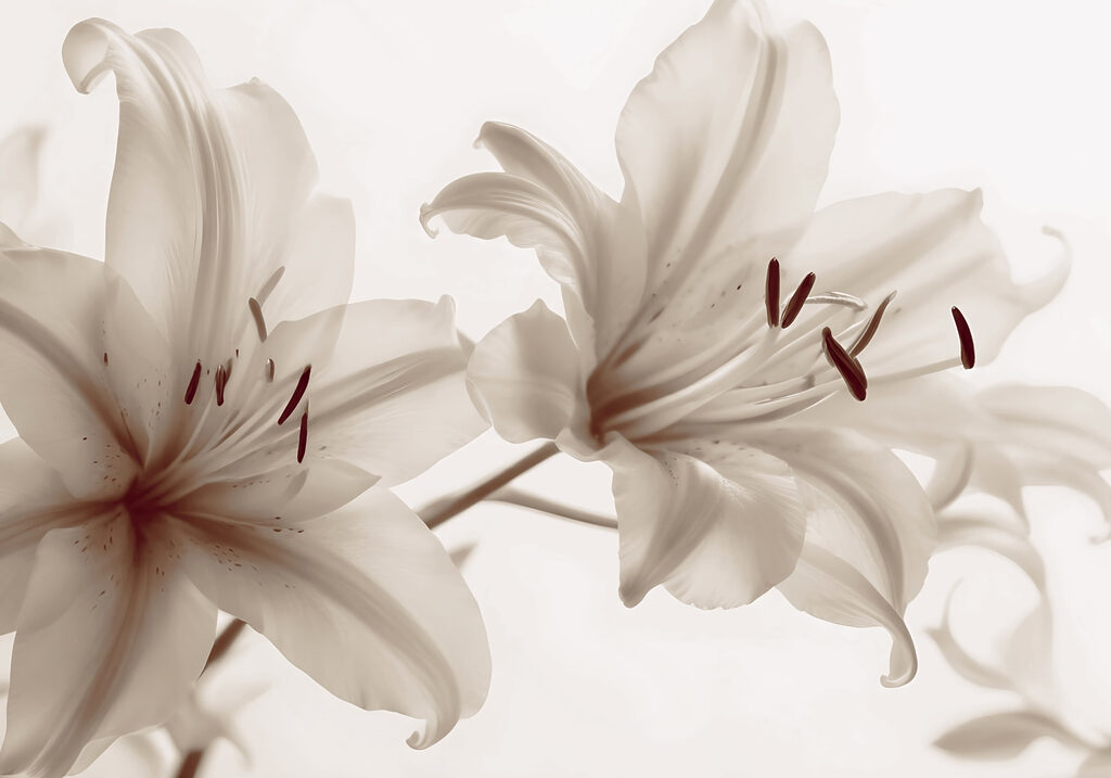 Des fleurs douces dans des teintes douces. Des fleurs douces dans des teintes douces.
