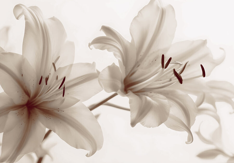 Des fleurs douces dans des teintes douces.