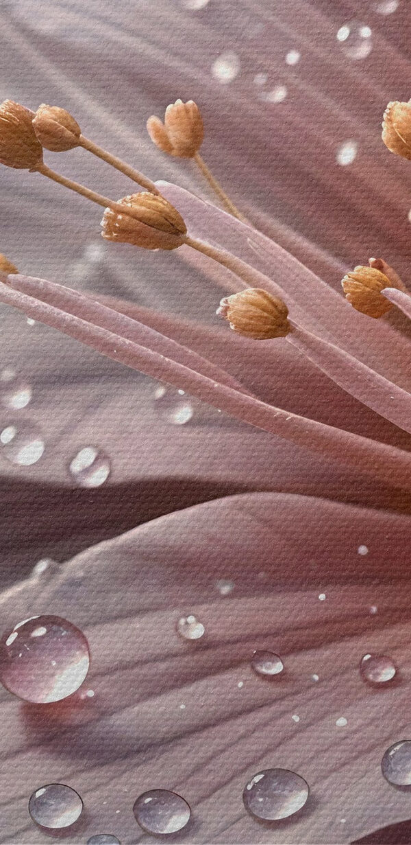 Pétales délicats ornés de gouttes de pluie Pétales délicats ornés de gouttes de pluie