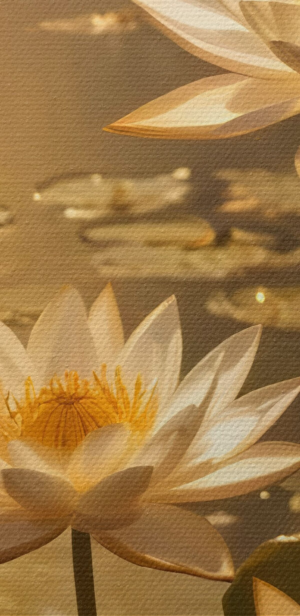 Groupe de fleurs blanches dans un étang Groupe de fleurs blanches dans un étang