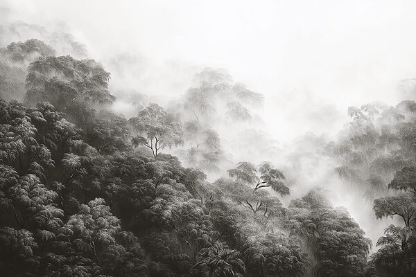 Forêt brumeuse avec des arbres Forêt brumeuse avec des arbres