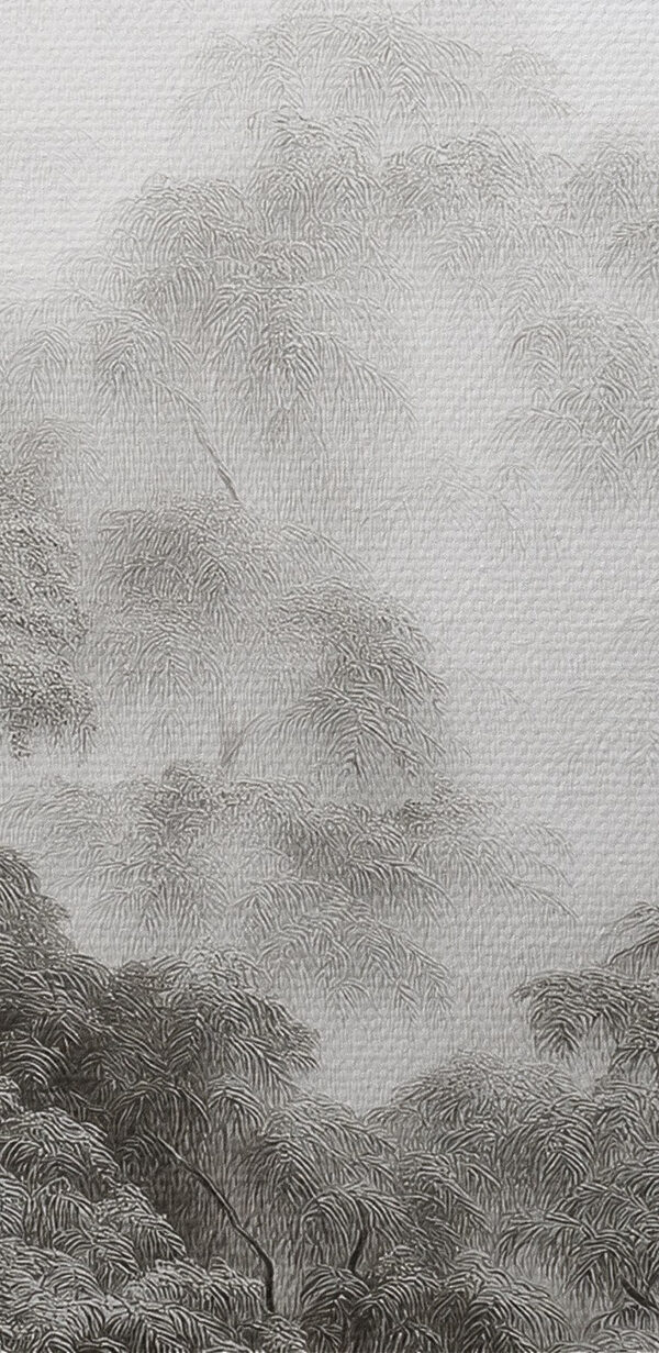 Forêt brumeuse avec des arbres Forêt brumeuse avec des arbres