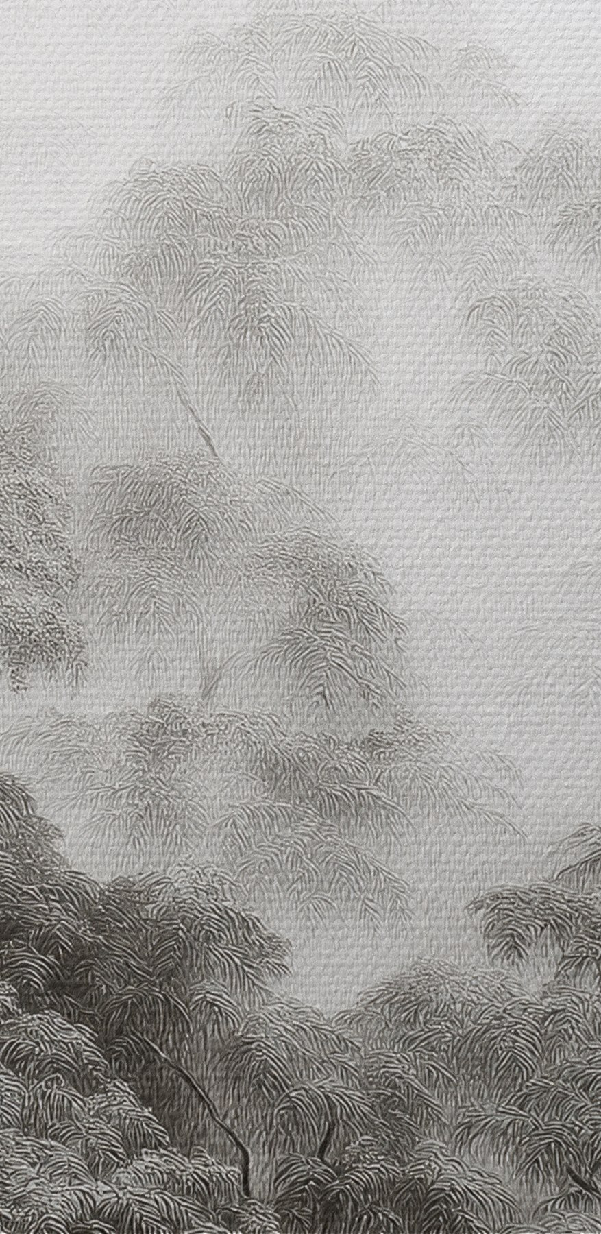 Forêt brumeuse avec des arbres Forêt brumeuse avec des arbres