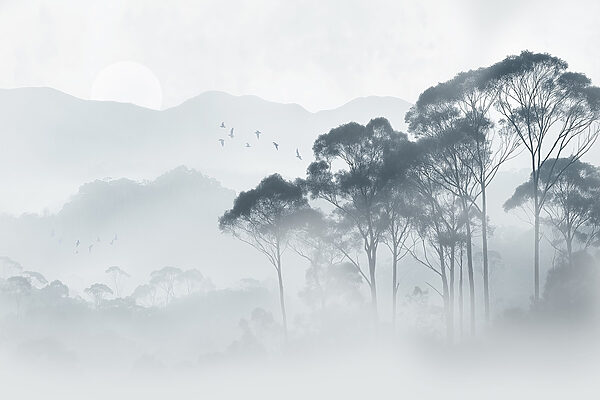 Groupe d'arbres dans le brouillard Groupe d'arbres dans le brouillard
