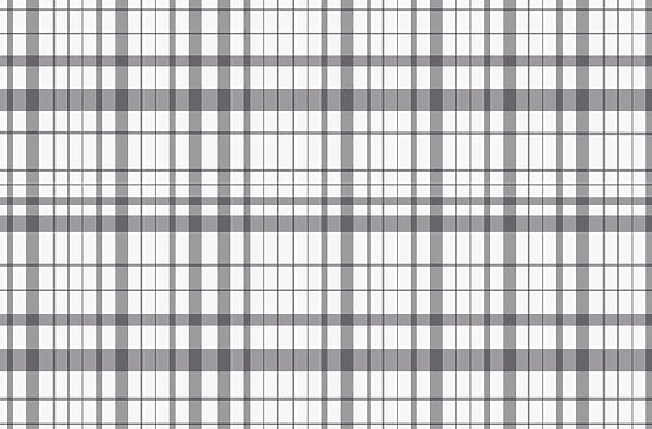 Écossais gris et blanc Écossais gris et blanc