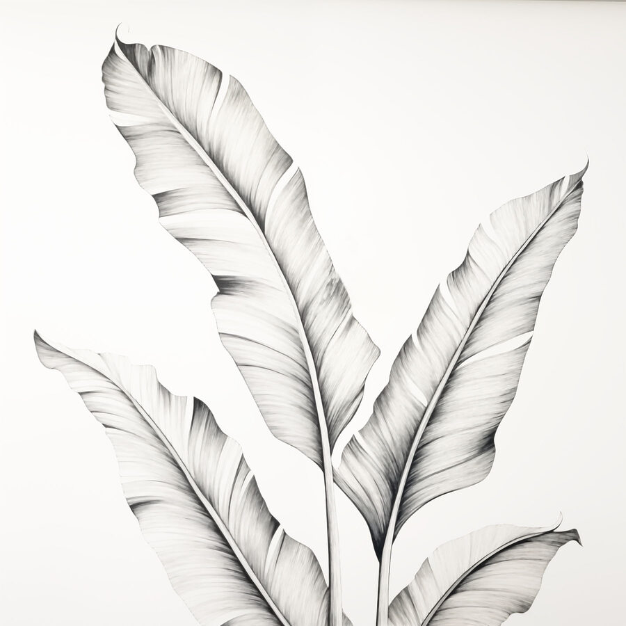 Dessin d'une plante
