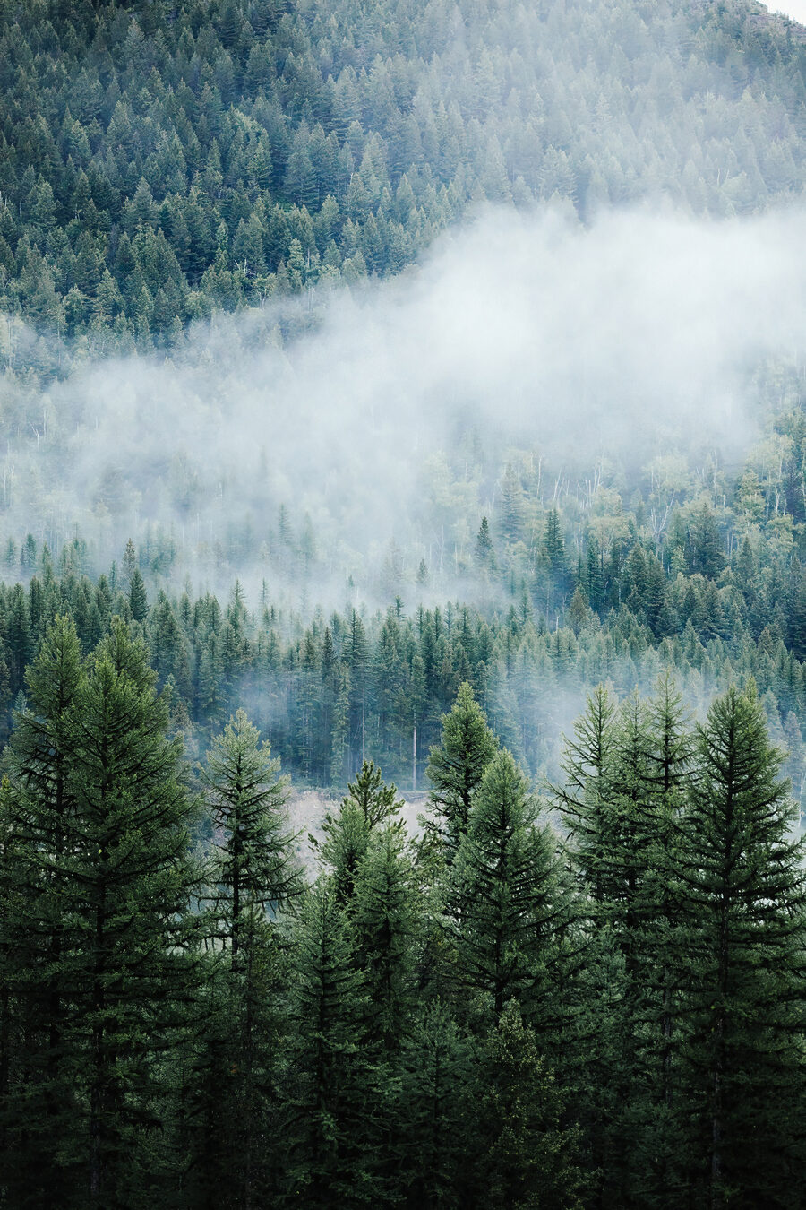 Forêt avec brouillard et nuages