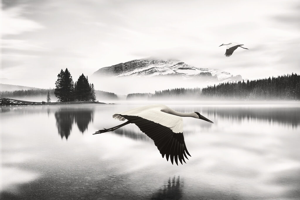Oiseau volant au-dessus de l'eau Oiseau volant au-dessus de l'eau