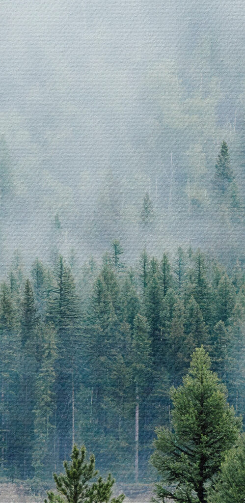 Forest with fog and clouds