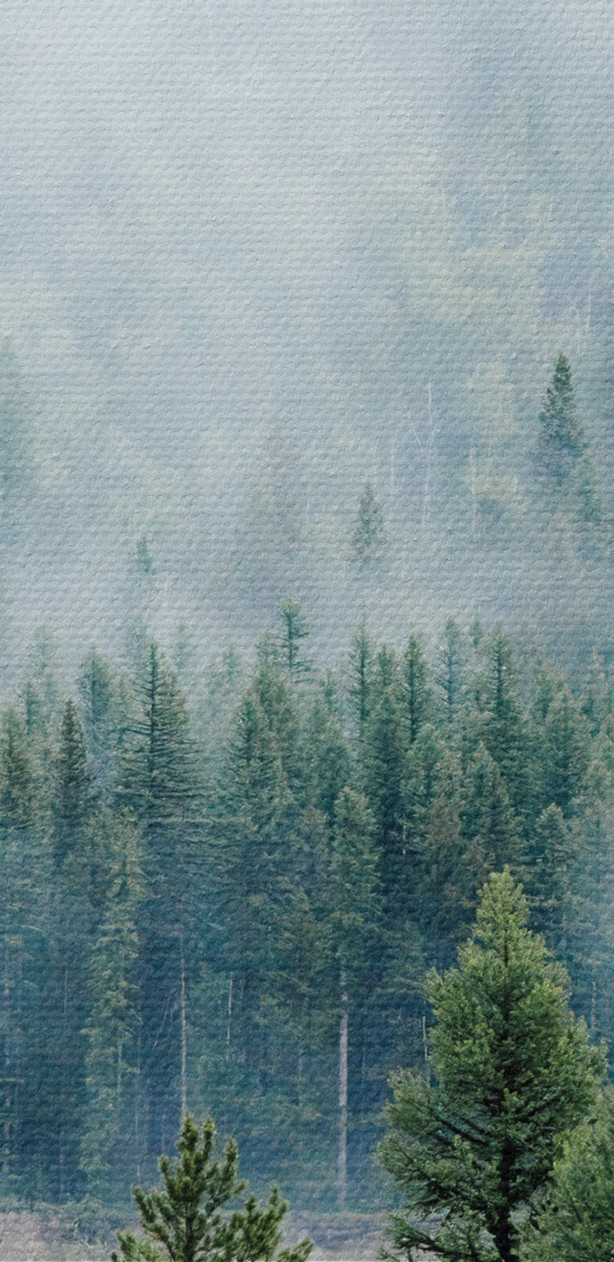 Forêt avec brouillard et nuages