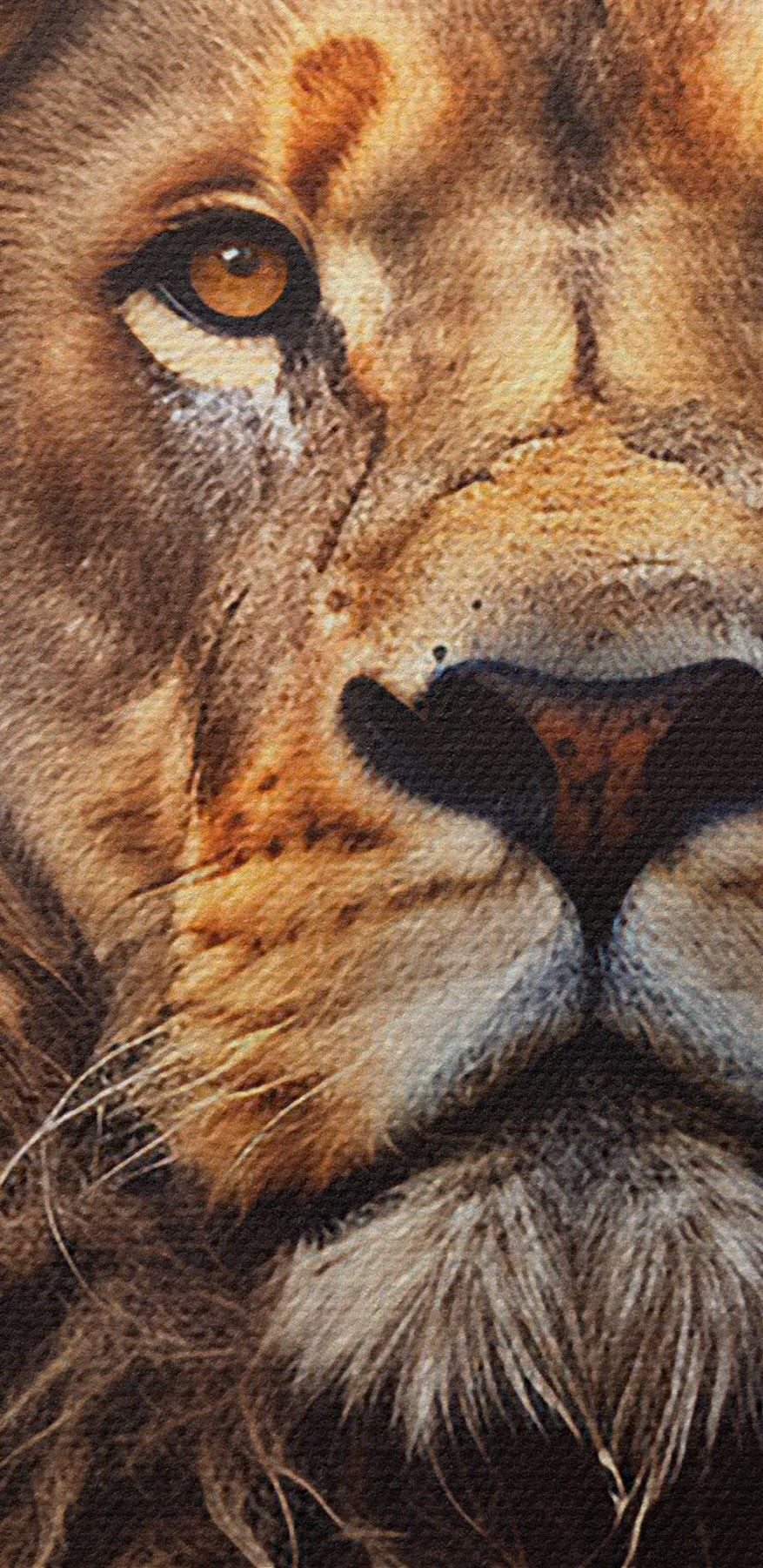Lion à la très longue crinière