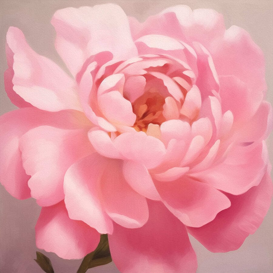 Pétales délicats dans des tons roses doux