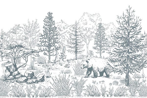 Ours dans les bois Ours dans les bois