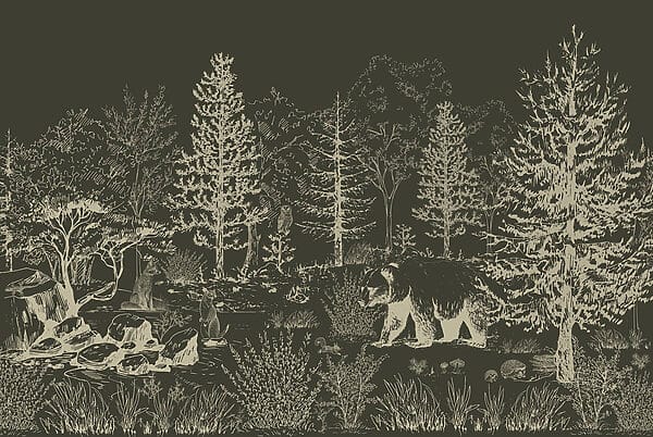 Bear walking in the woods