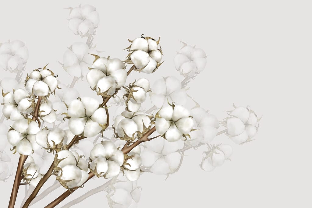 Plante à fleurs blanches Plante à fleurs blanches