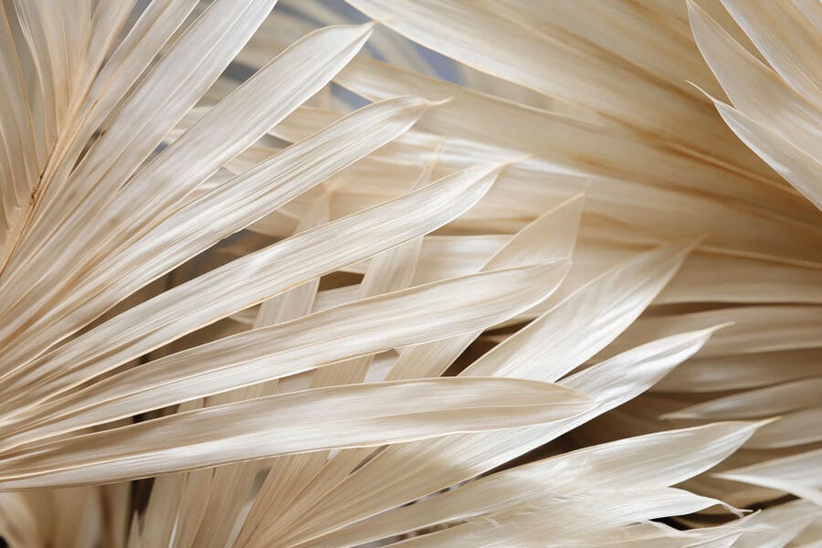 Arrangement de feuilles de palmier douces et fluides