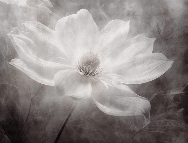Fleur blanche avec un centre noir Fleur blanche avec un centre noir