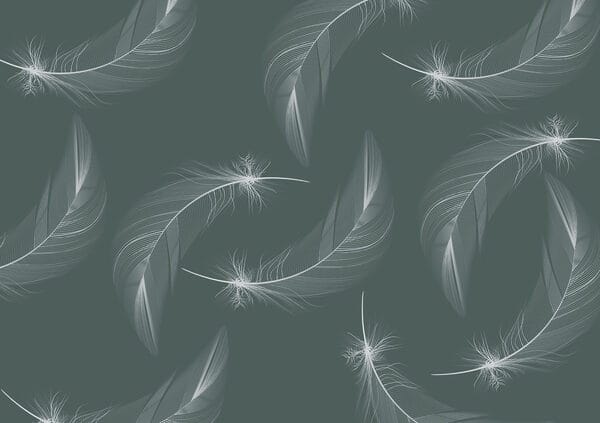 Motif de plumes blanches Motif de plumes blanches