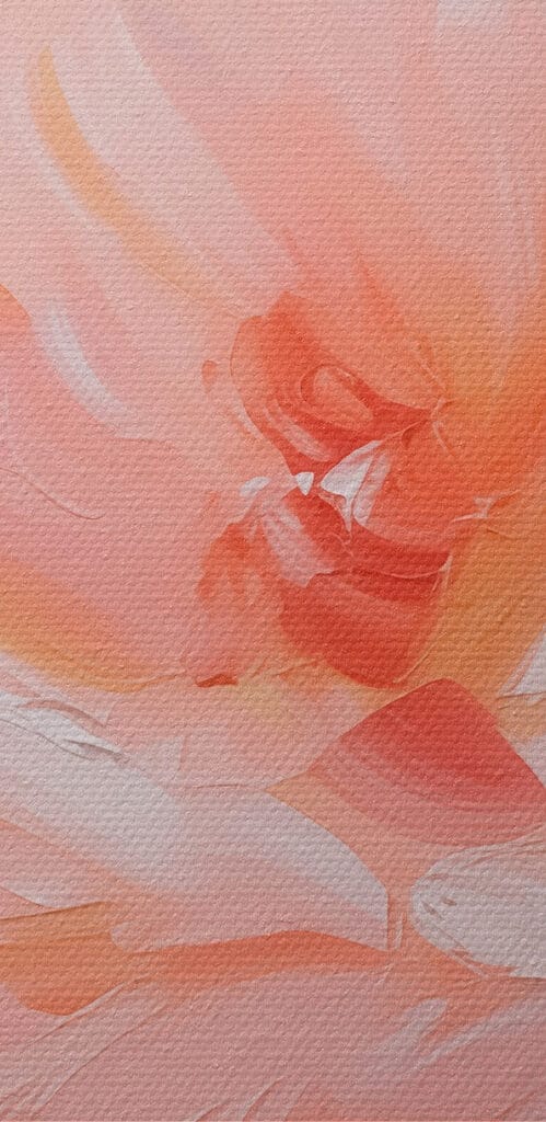 Delicate pink blossoms in full bloom Delicate pink blossoms in full bloom