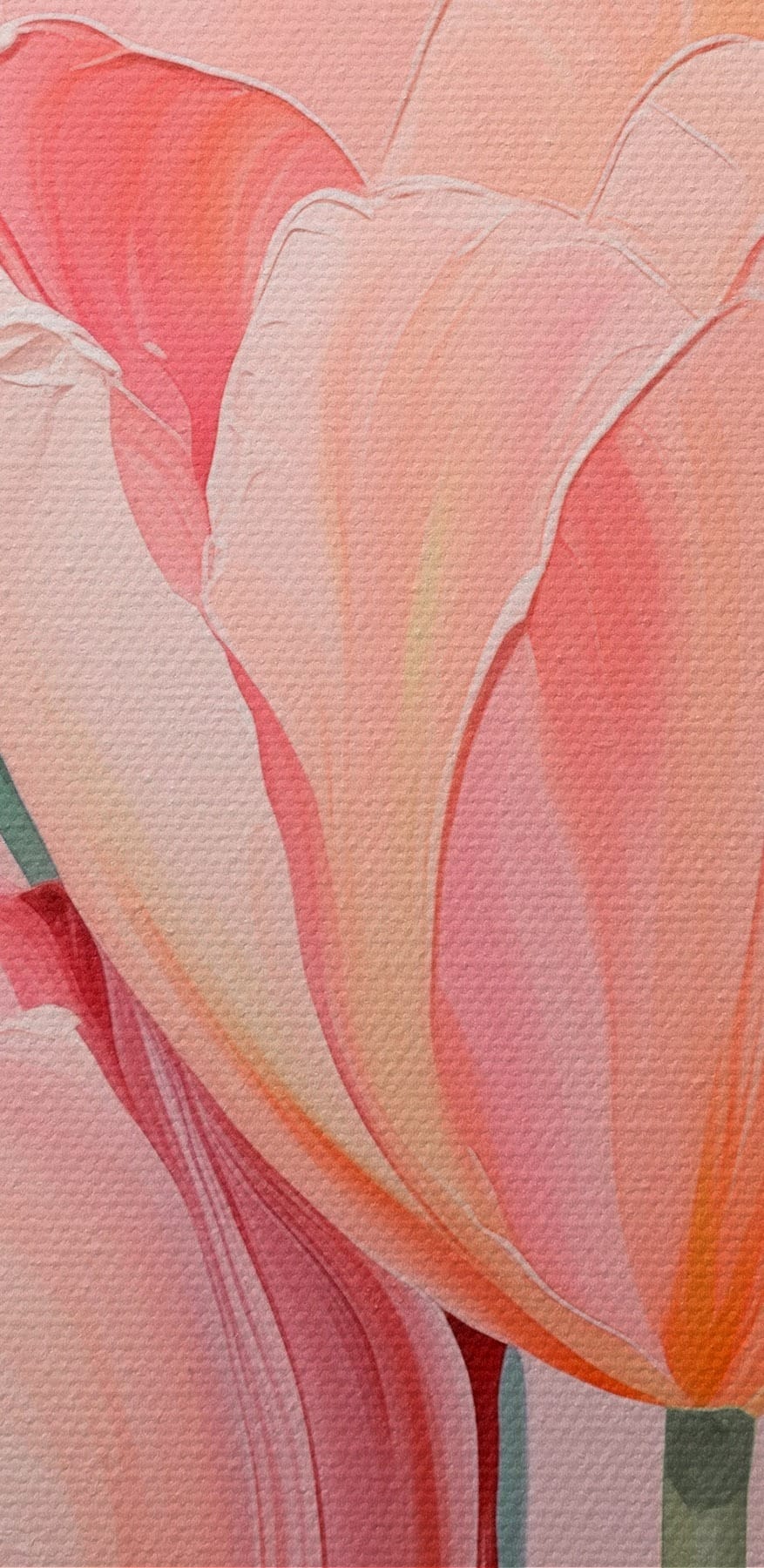 Tulipes en fleurs d'un rose tendre