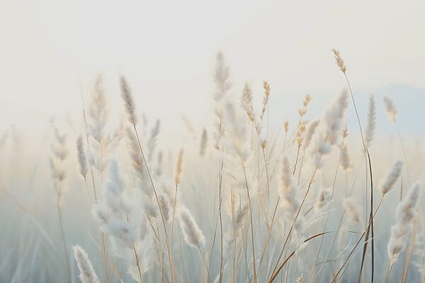 Herbes douces sous un soleil paisible Herbes douces sous un soleil paisible