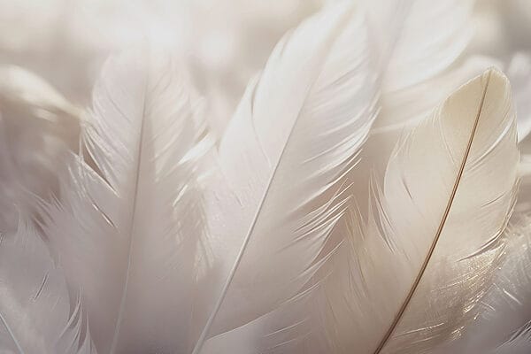 L'élégance douce des plumes délicates L'élégance douce des plumes délicates