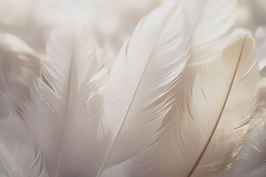 L'élégance douce des plumes délicates