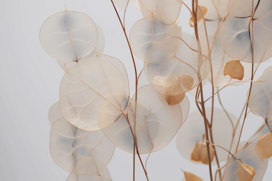 Feuilles délicates dans des tons doux