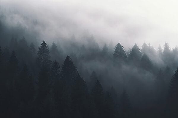 Forêt brumeuse avec des arbres Forêt brumeuse avec des arbres