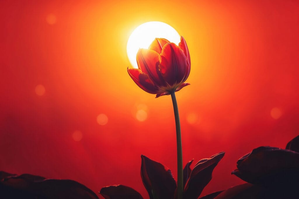 Red tulip with the sun behind it