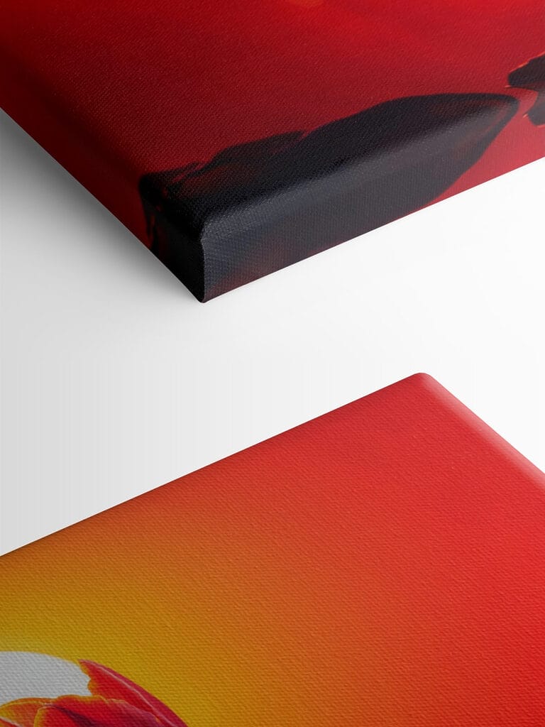 Red tulip with the sun behind it