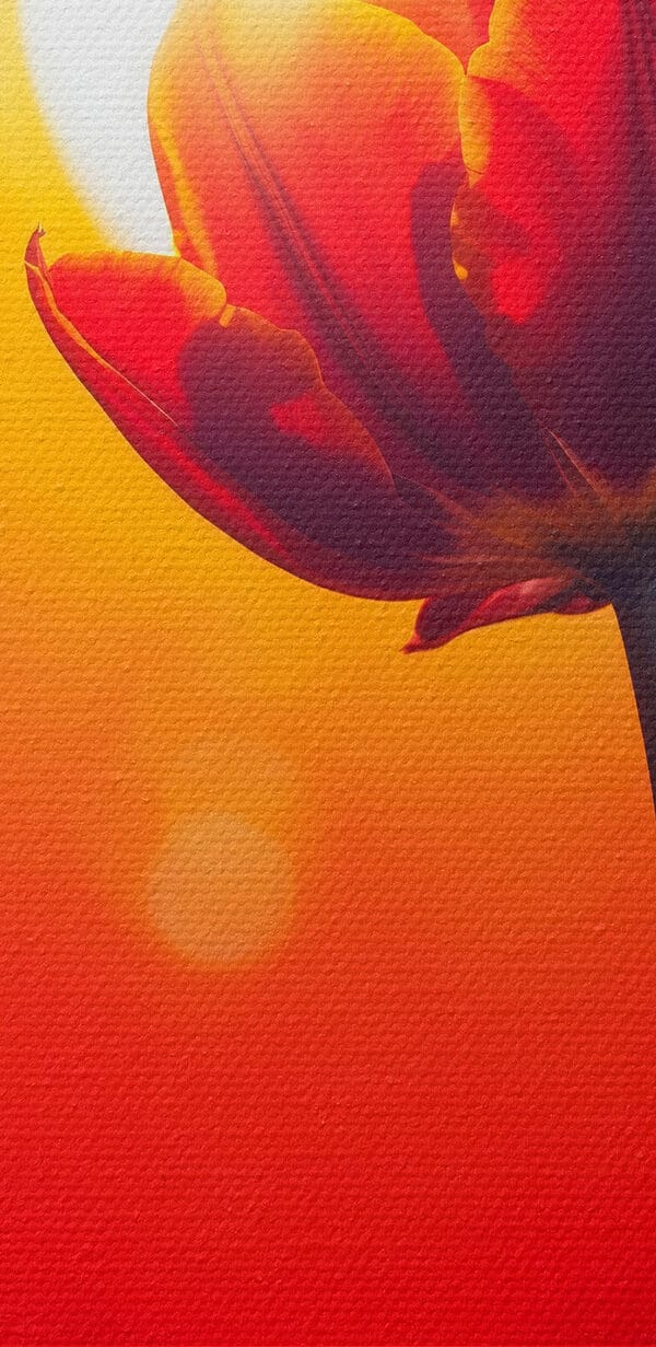 Tulipe rouge avec le soleil derrière elle Tulipe rouge avec le soleil derrière elle