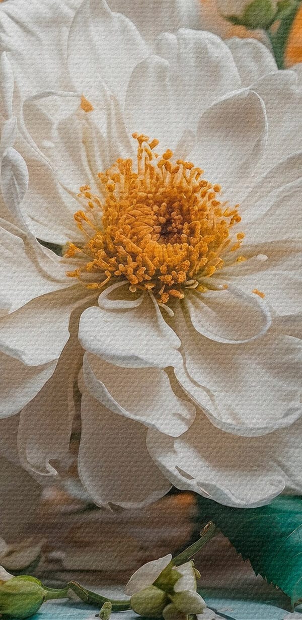Groupe de fleurs blanches Groupe de fleurs blanches