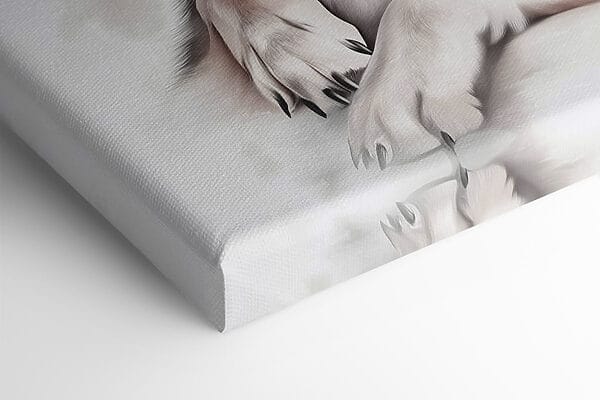 Loup couché regardant la caméra Loup couché regardant la caméra