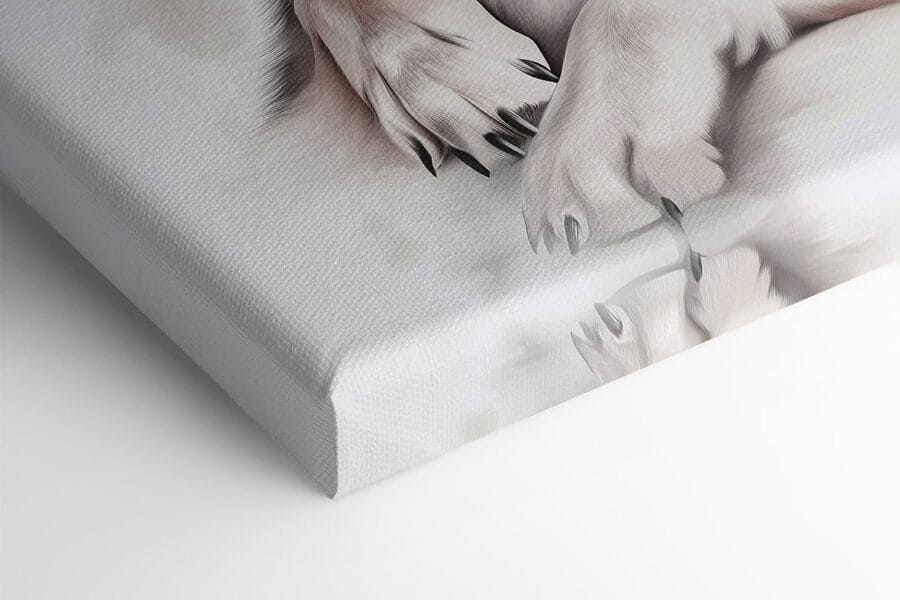 Loup couché regardant la caméra