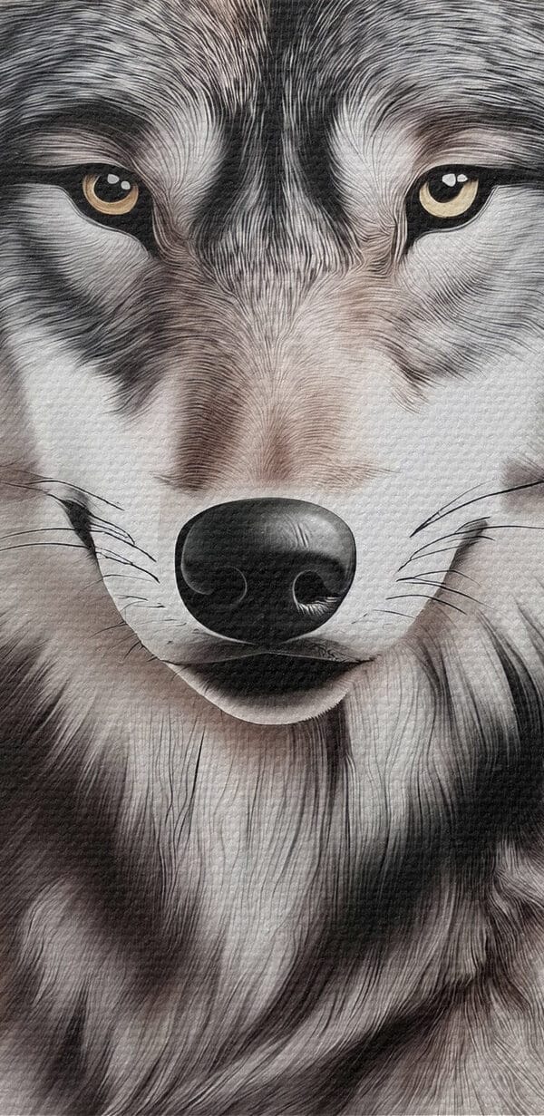 Loup couché regardant la caméra Loup couché regardant la caméra