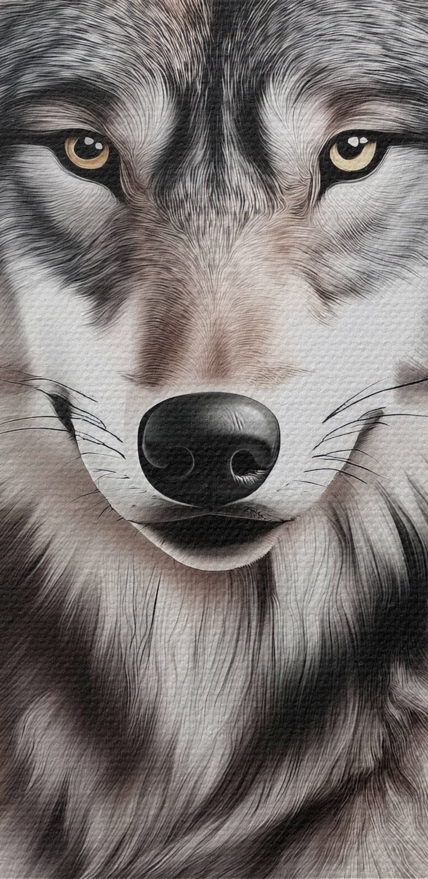 Loup couché regardant la caméra