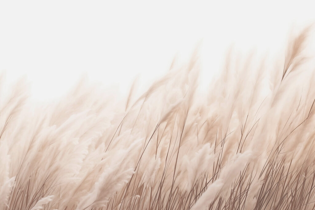 Herbes douces sous la lumière du soleil Herbes douces sous la lumière du soleil