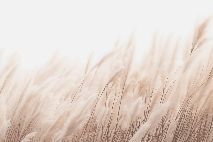 Herbes douces sous la lumière du soleil