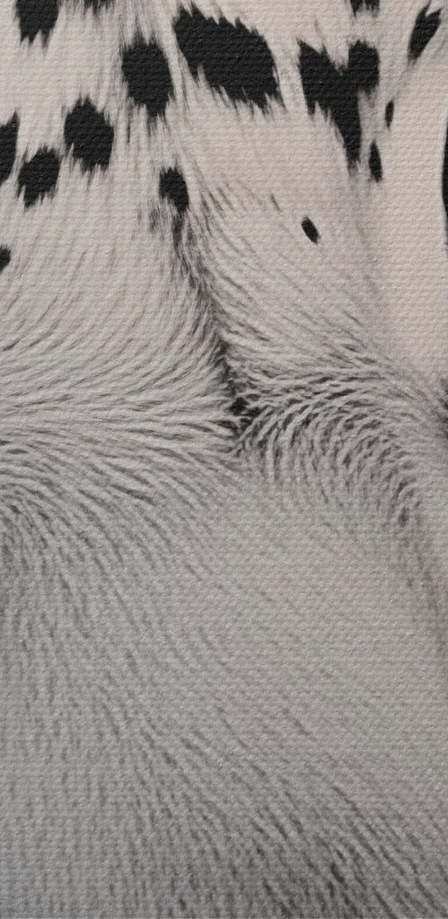 Striking beauty in black and white