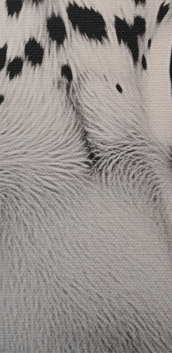 Une beauté saisissante en noir et blanc Une beauté saisissante en noir et blanc