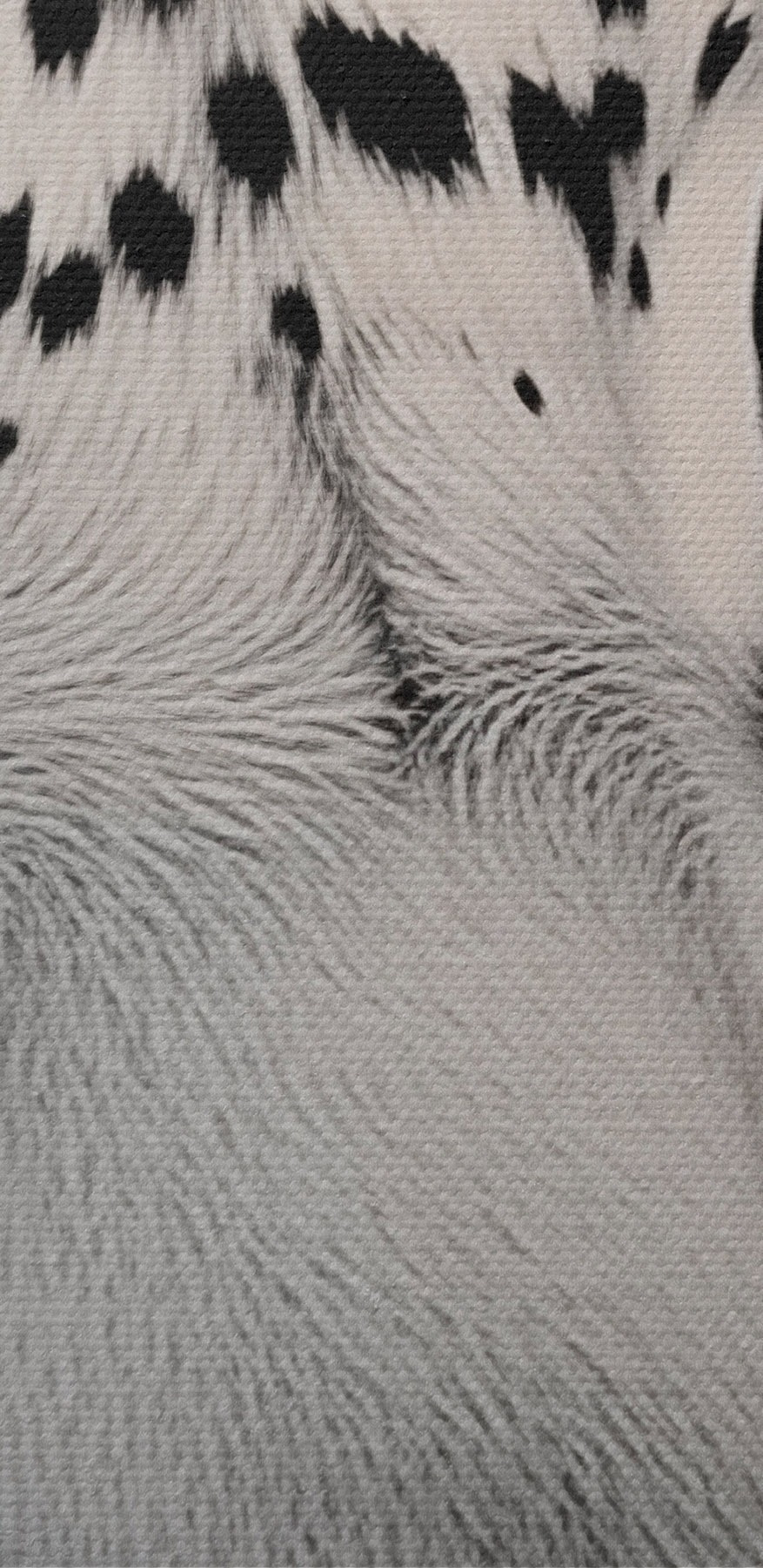 Une beauté saisissante en noir et blanc
