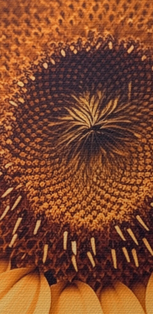 Vibrant petals in soft sunlight Vibrant petals in soft sunlight