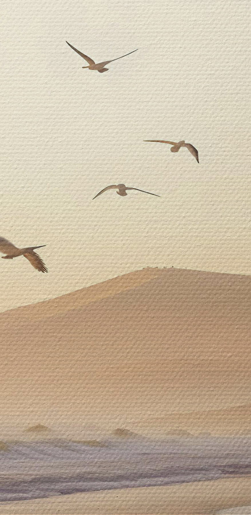 Oiseaux volant au-dessus d'une plage Oiseaux volant au-dessus d'une plage